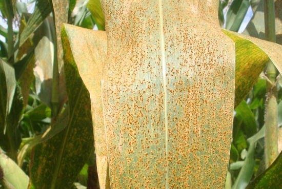 Ferrugem Polissora ou Puccinia polysora