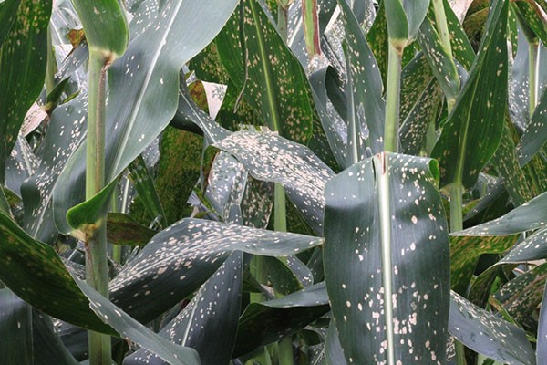 Mancha branca ou Mancha de Phaeosphaeria