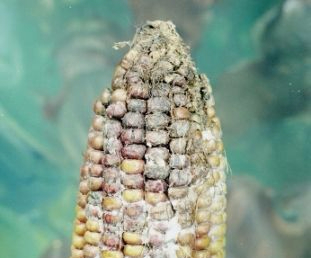 stenocarpella_maydis82.jpg
