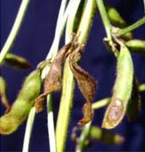 Antracnose