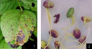 Crestamento Foliar de Cercospora